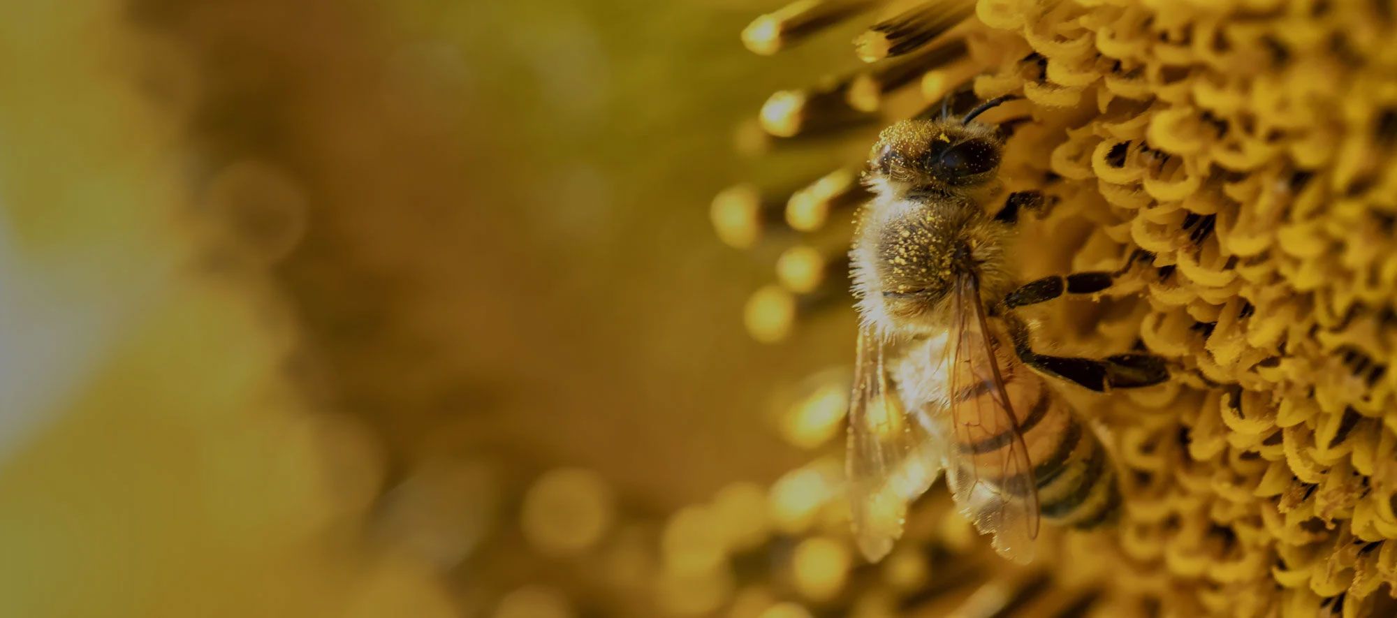 Quali i benefici per le imprese?